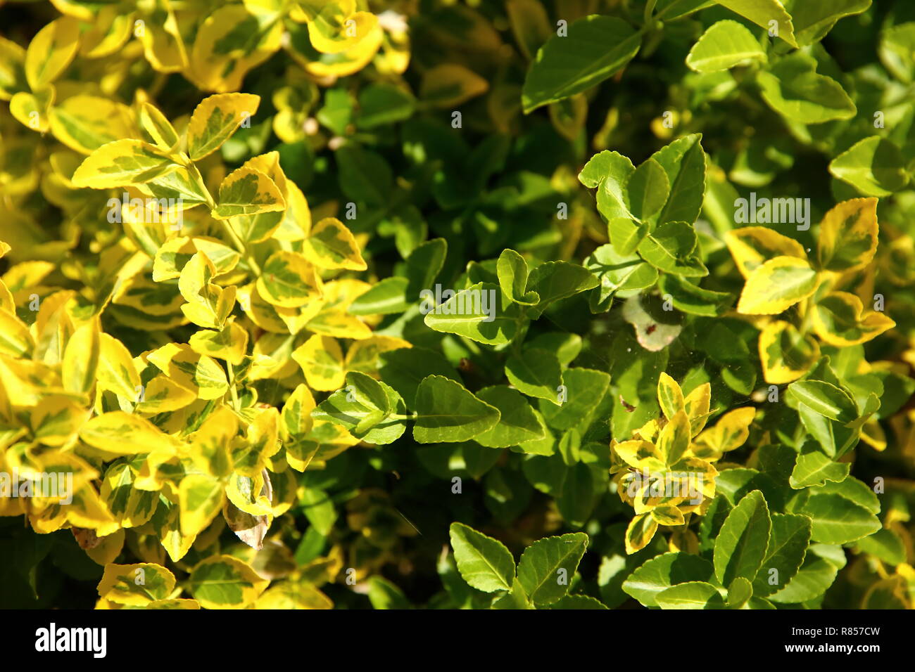 Fortune's euonymus is a magnificent shrub with densely growing dark