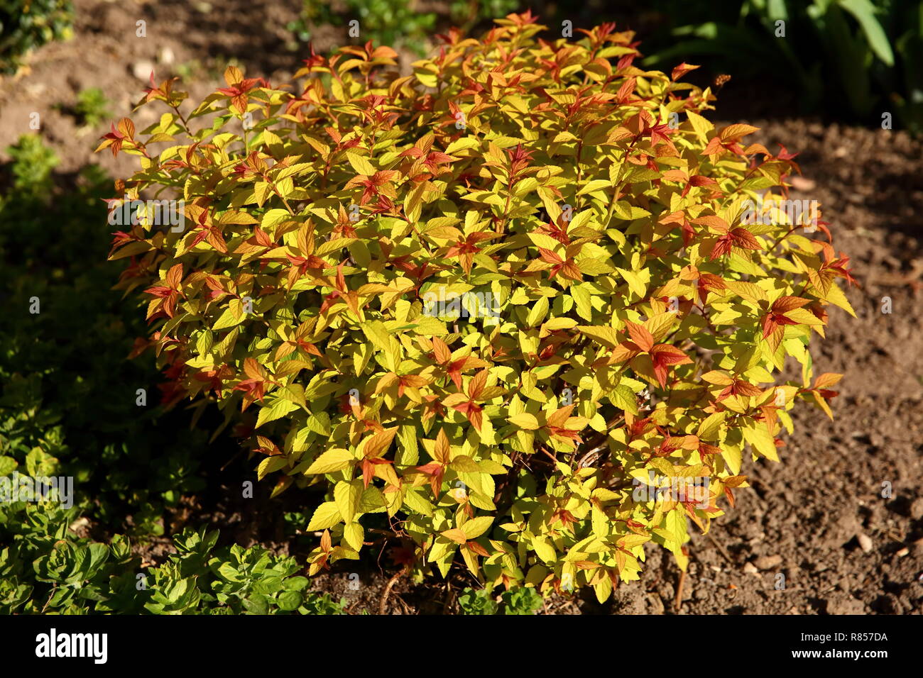 Spirea Shrub High Resolution Stock Photography And Images Alamy