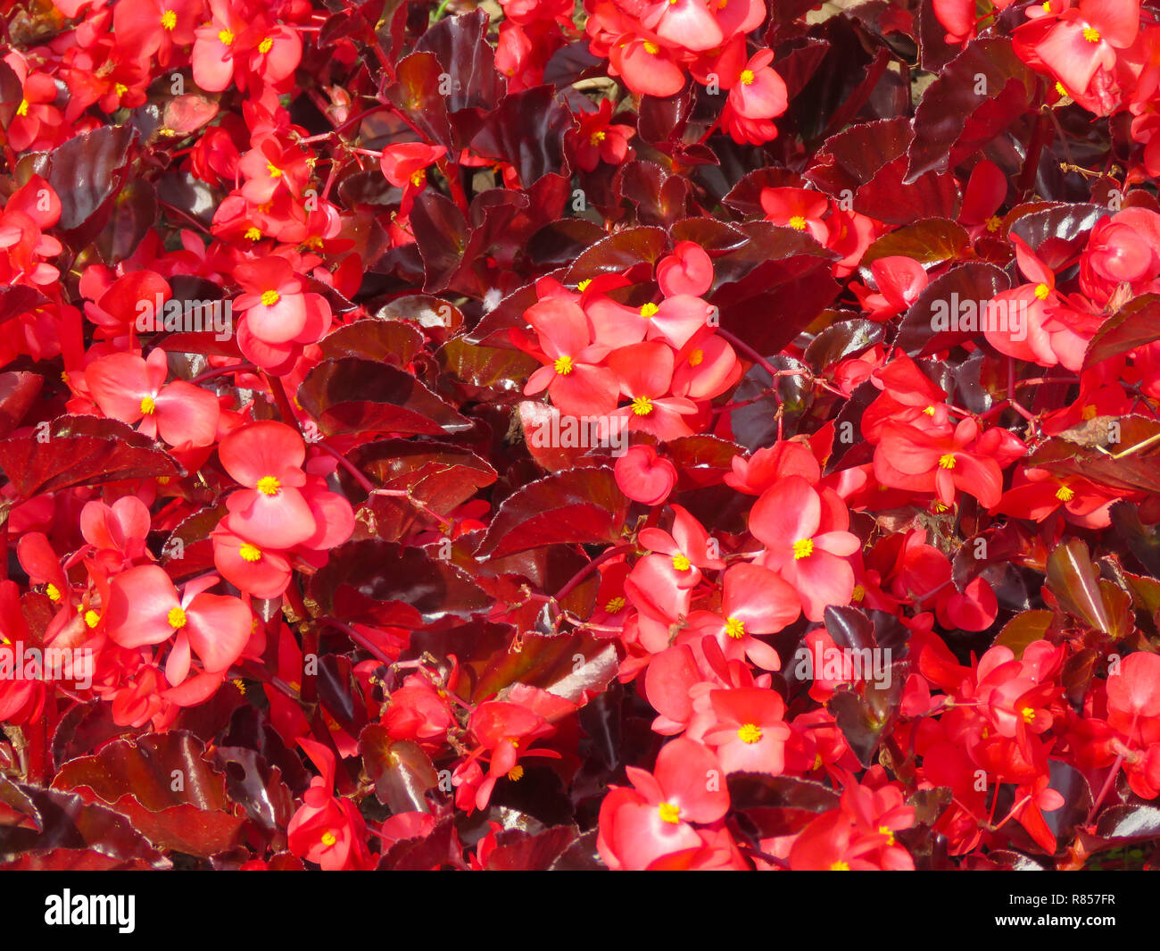 Colourful display of bedding plants including red begonia and pink