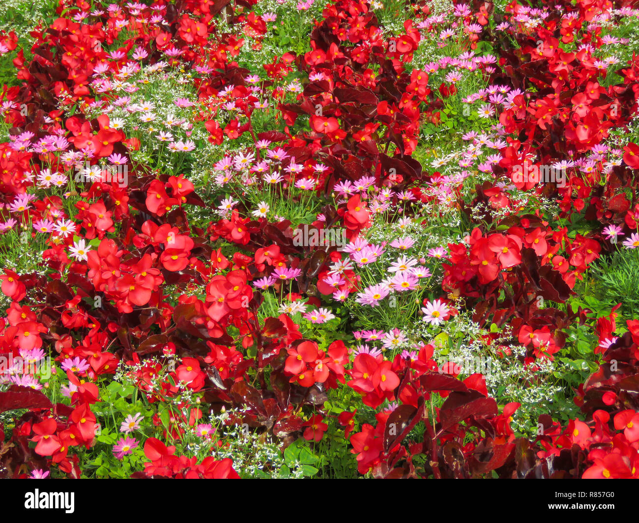 Colourful display of bedding plants including red begonia and pink