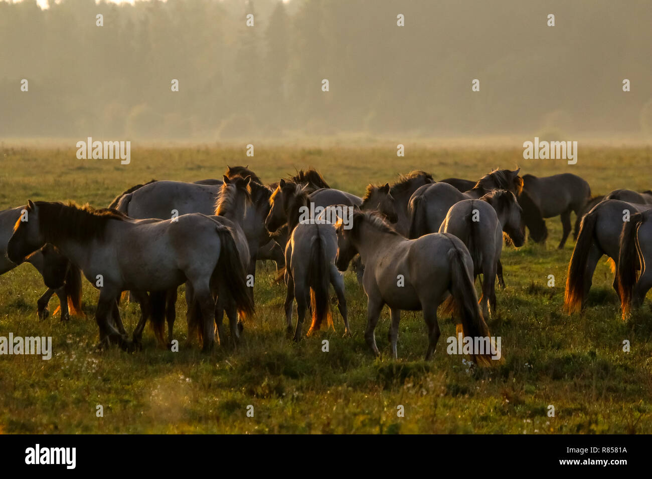 Herd of horses grazing in a meadow in the mist. Horses in a foggy meadow in autumn. Horses and foggy morning in Kemeri National Park, Latvia. Wild hor Stock Photo