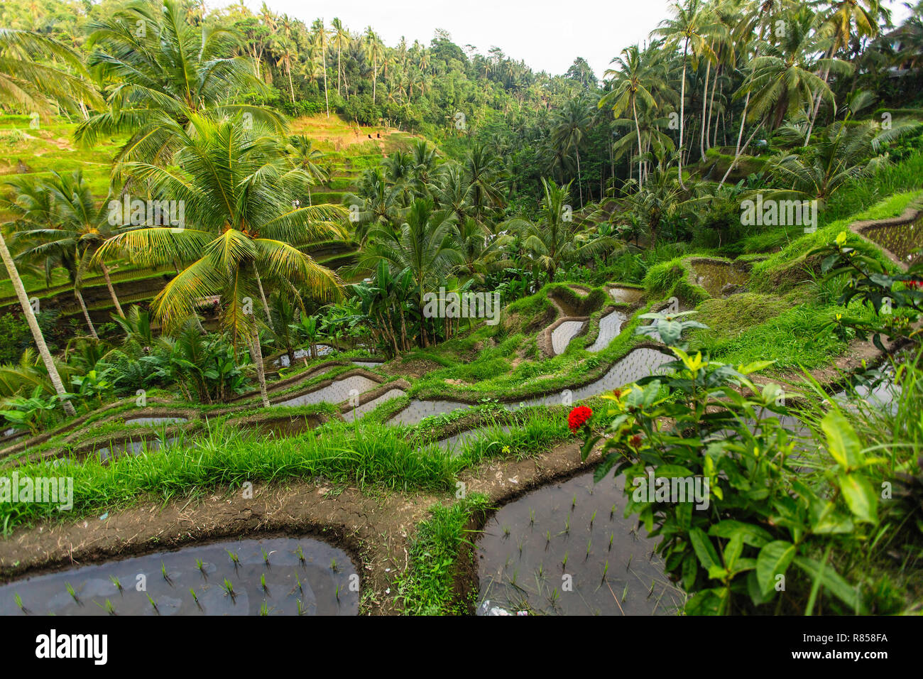 Beautiful green rice terraces in Bali island Stock Photo - Alamy