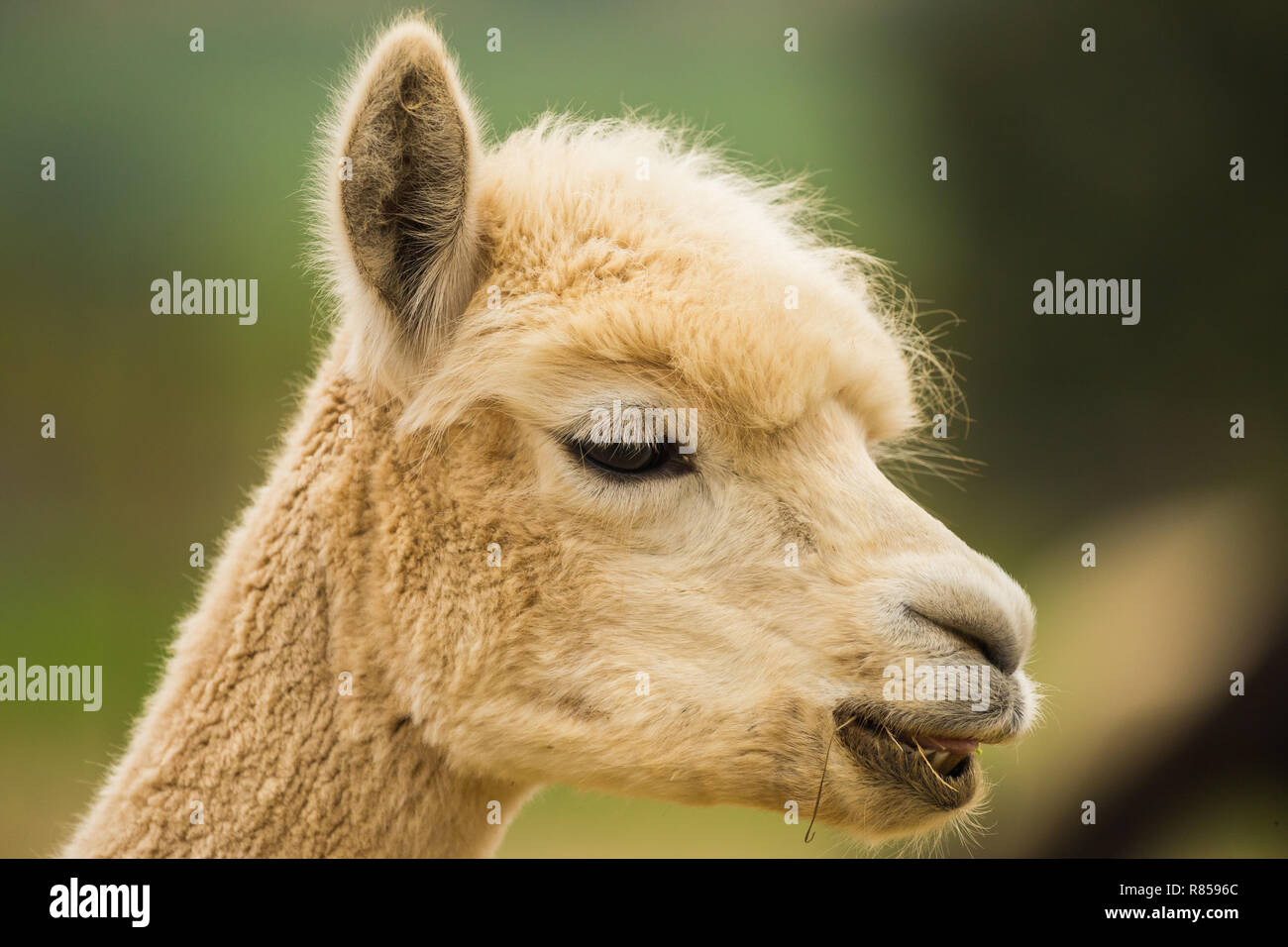 Alpaca animal with food in its mouth and its head up on a farm in Paarl, South Africa Stock Photo