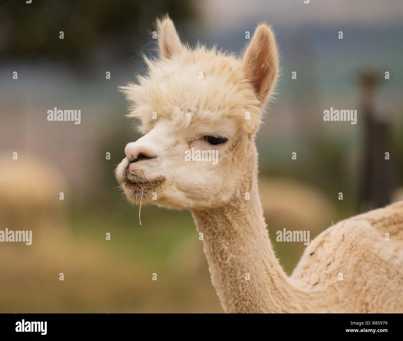 Alpaca animal with food in its mouth and its head up on a farm in Paarl, South Africa Stock Photo
