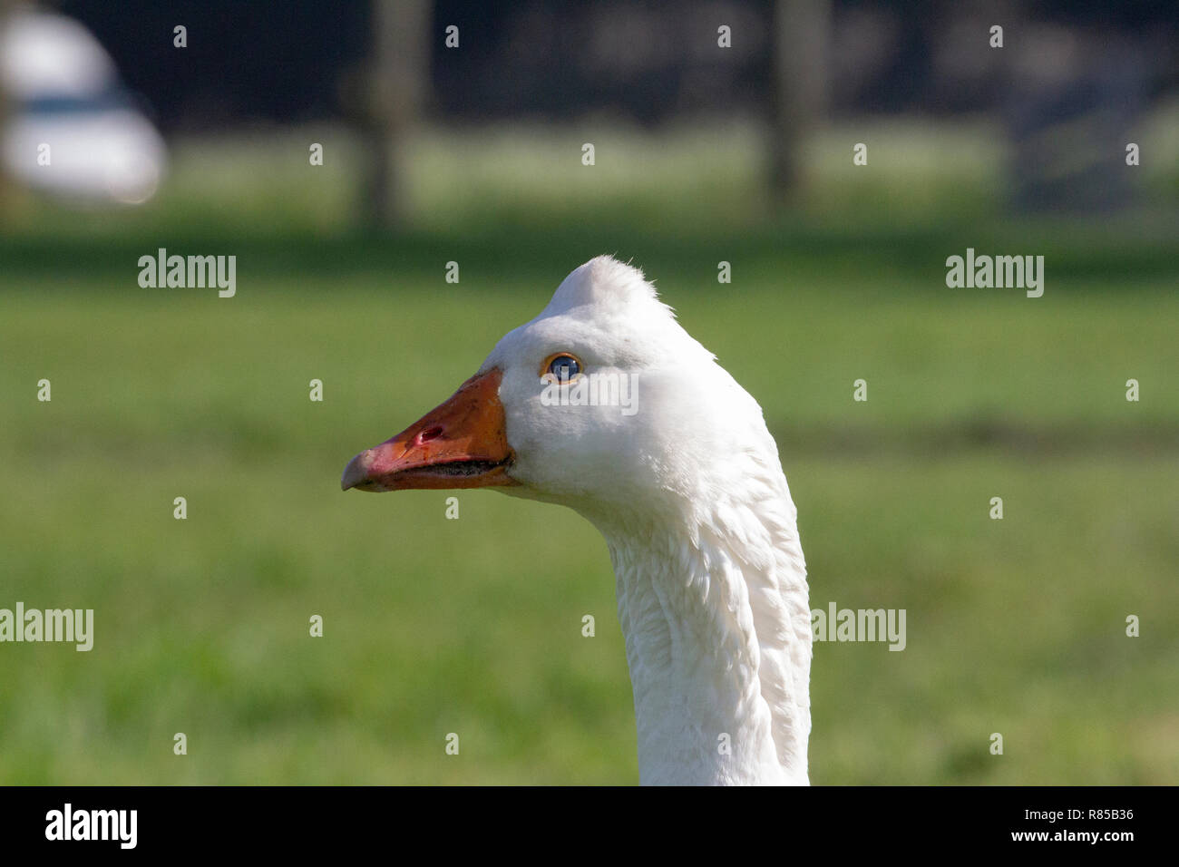 White goose, Emden goose, with orange beak and hump on his head. Stock Photo