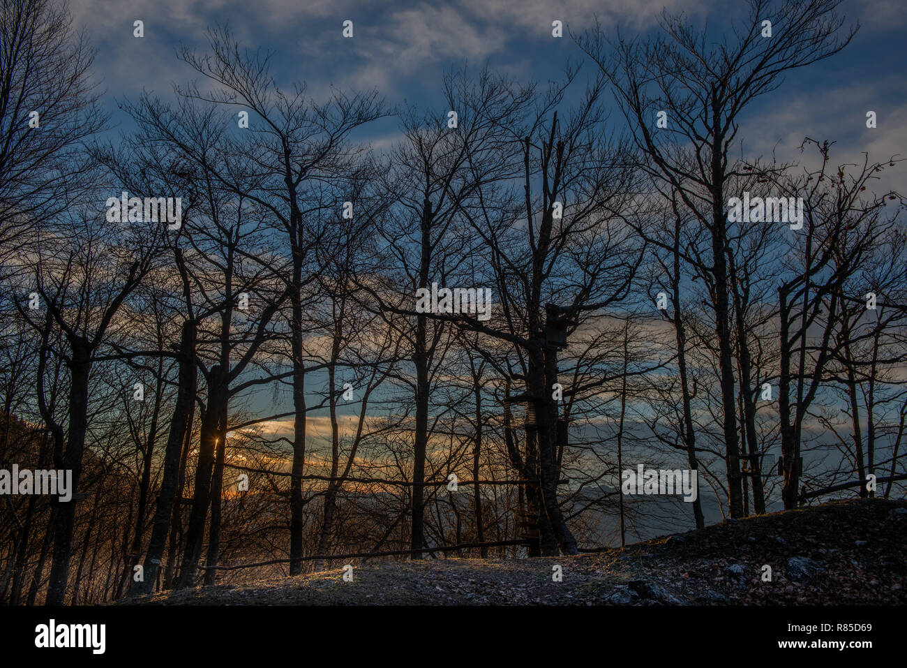 trees without leaves in backlight at sunset Stock Photo