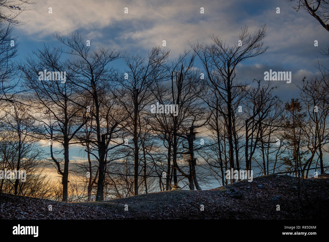trees without leaves in backlight at sunset Stock Photo