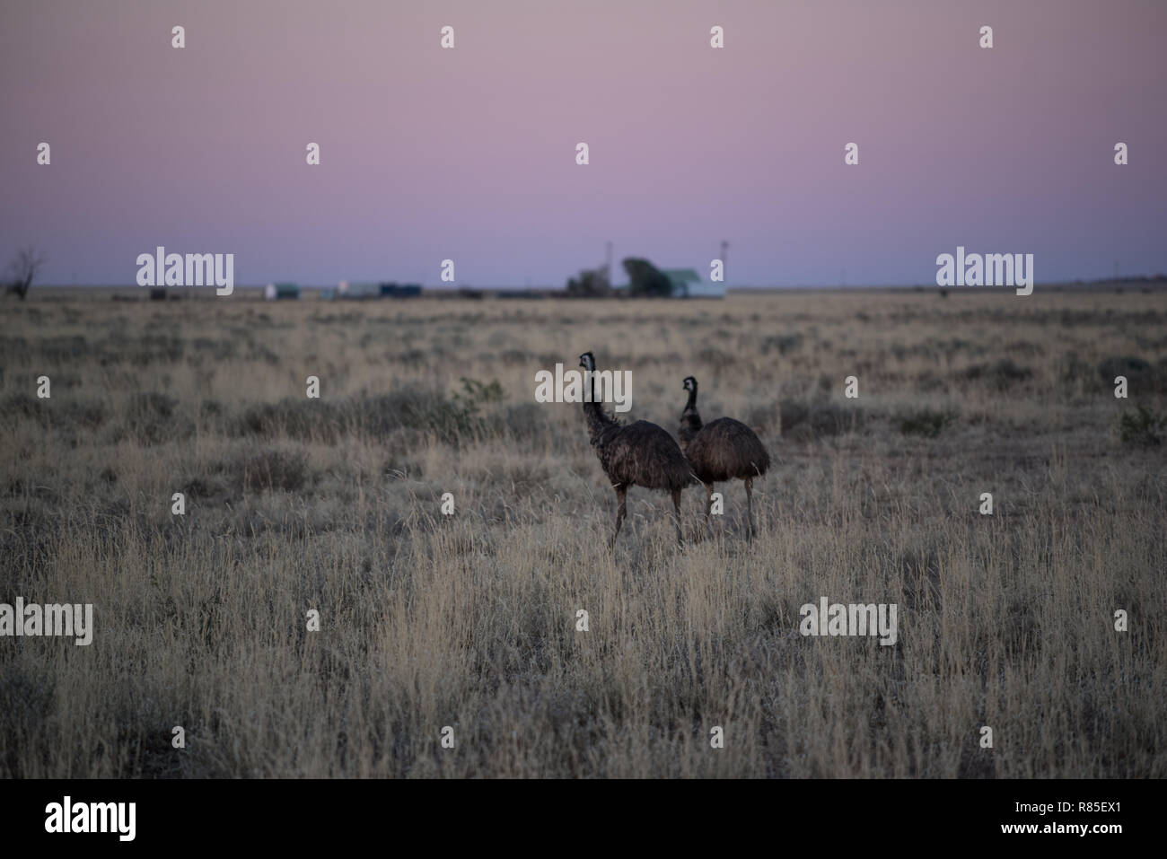Two emus walk through an outback landscape near Winton, QLD Stock Photo