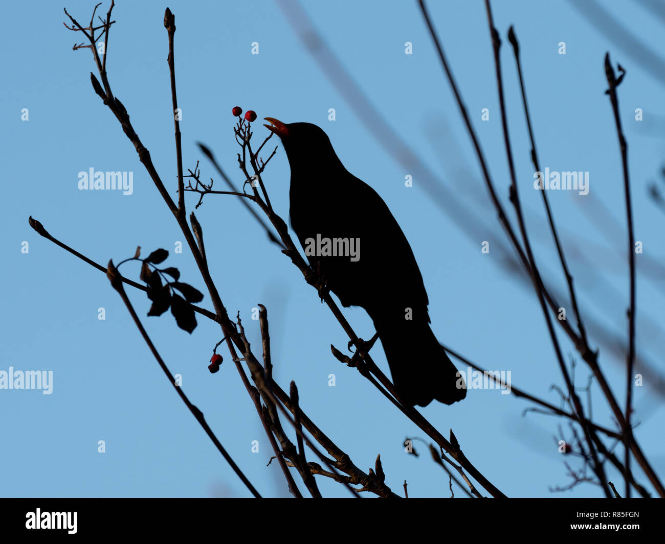 Blackbird Feeding on a Rohan Mountain Ash Tree Berries Stock Photo Alamy