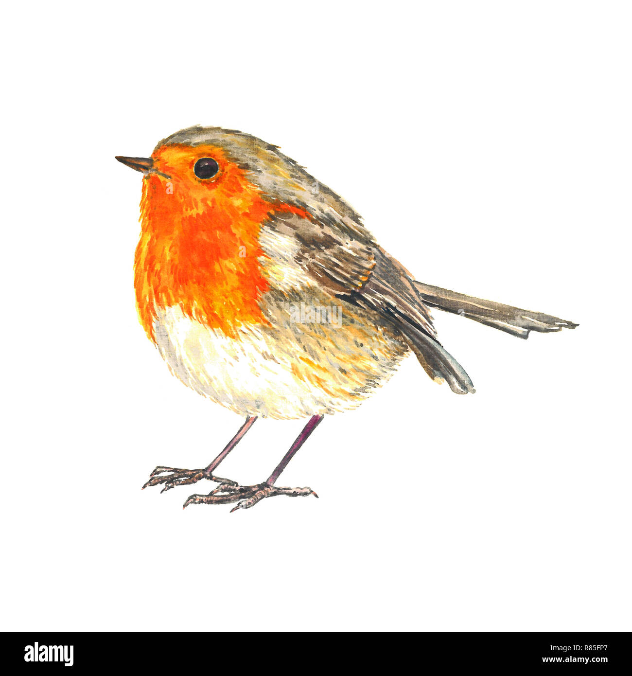 Robin Red Breast sketch, www.amyholliday.co.uk