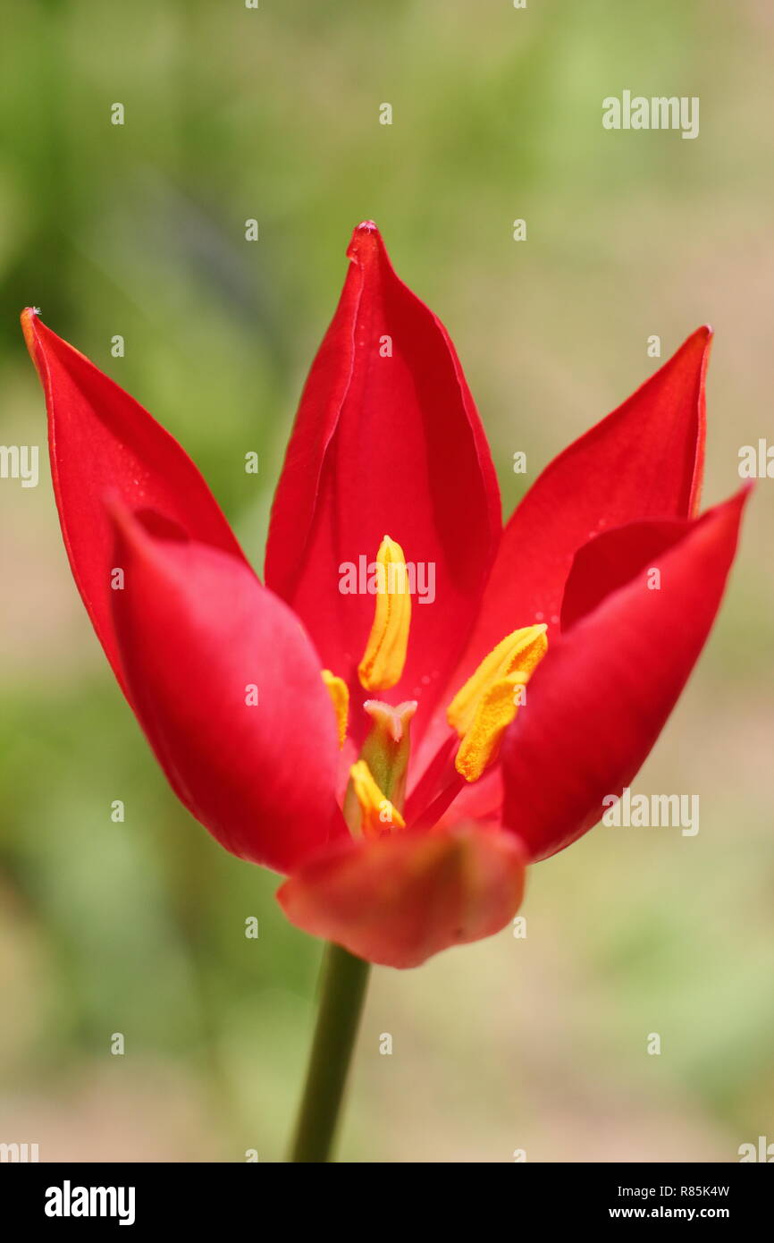 ulipa sprengeri. Sprenger tulip, an ornamental, rare tulip flowering in an English garden, spring, UK. AGM Stock Photo