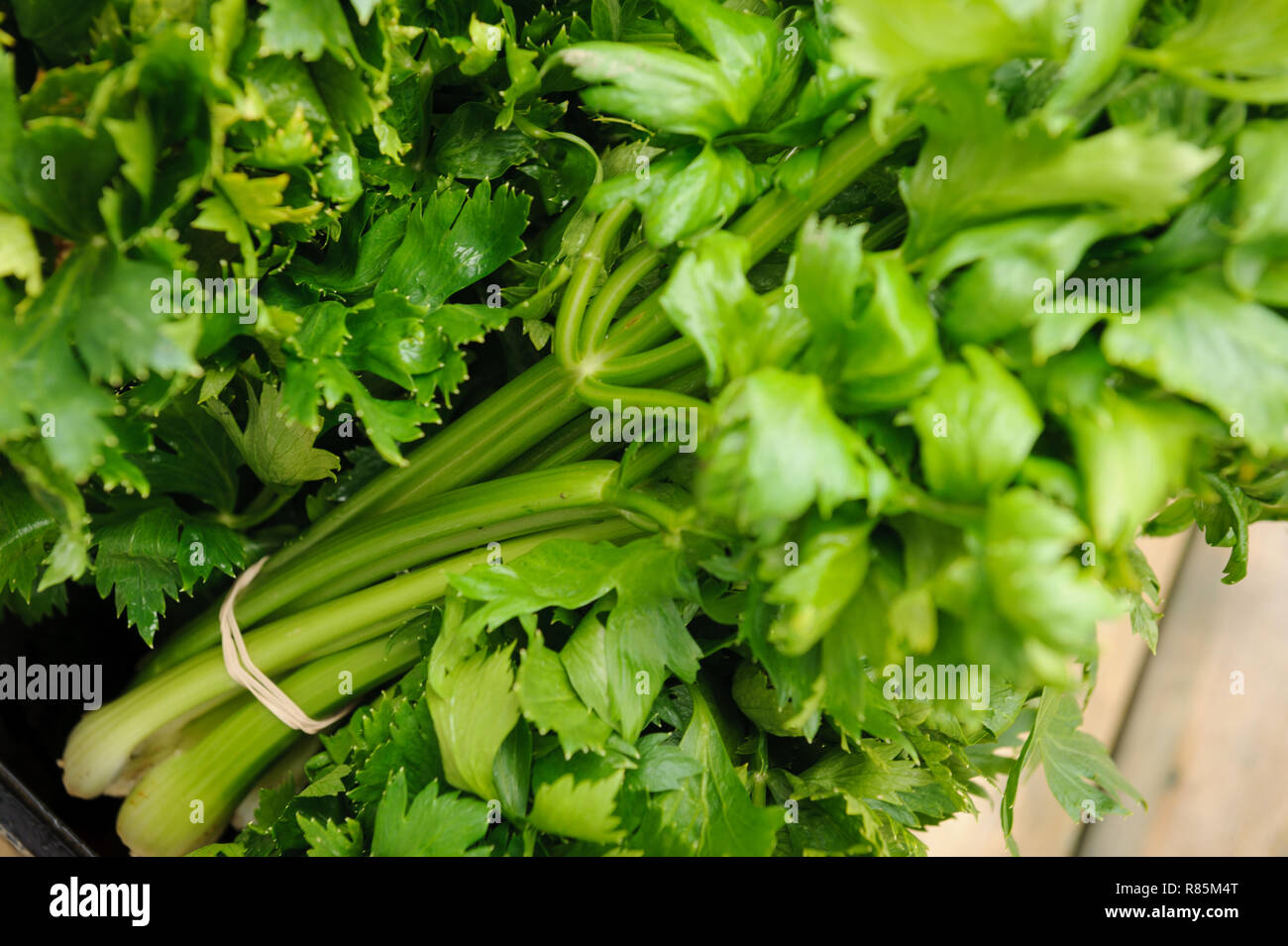 Organic celeries from a celery garden farm Stock Photo Alamy