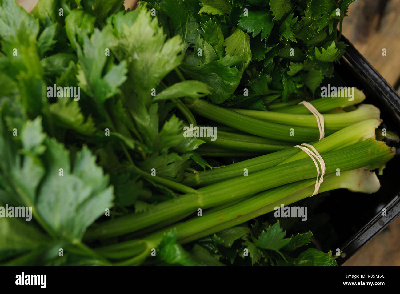 Organic celeries from a celery garden farm Stock Photo Alamy