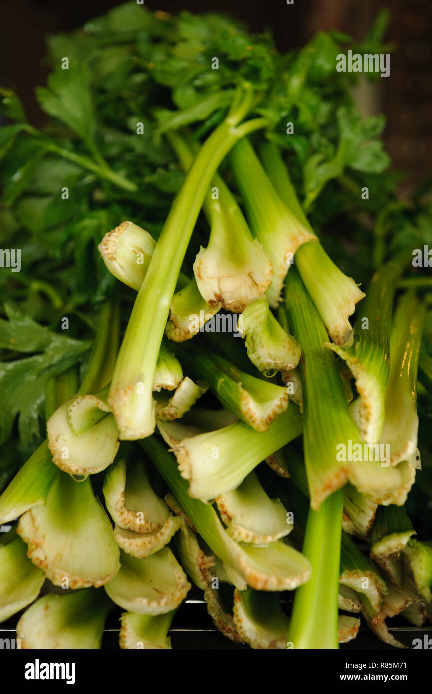 Organic celeries from a celery garden farm Stock Photo Alamy