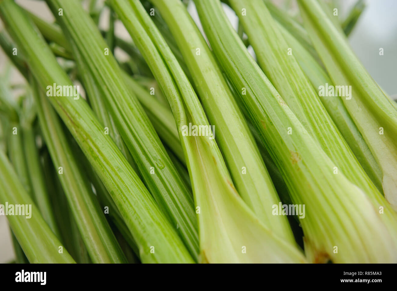 Organic celeries from a celery garden farm Stock Photo Alamy