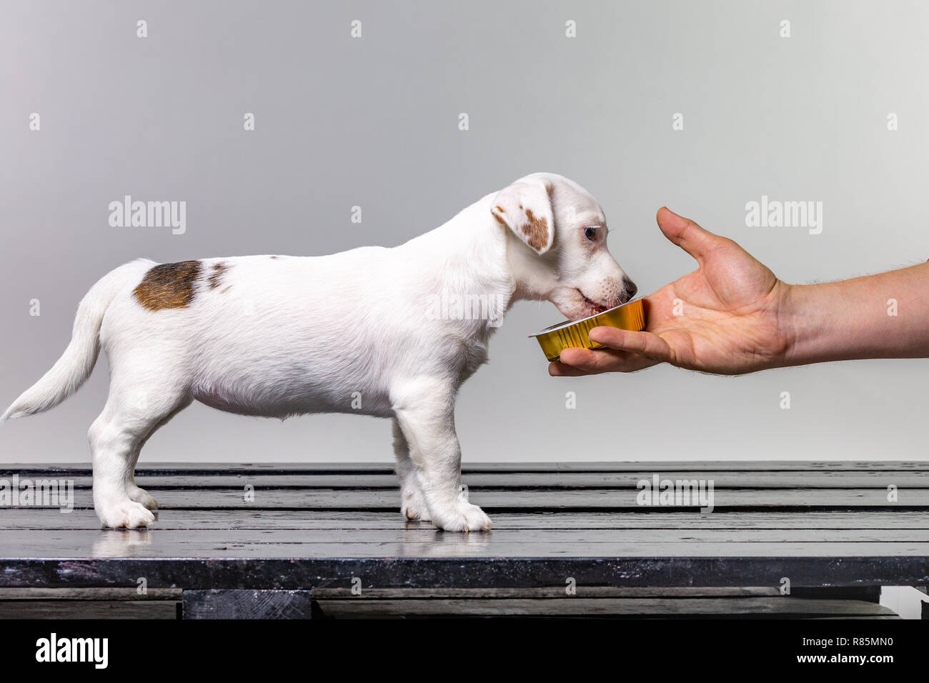 Man feeding Little cute jack russel puppy from the hand on white background Stock Photo Alamy