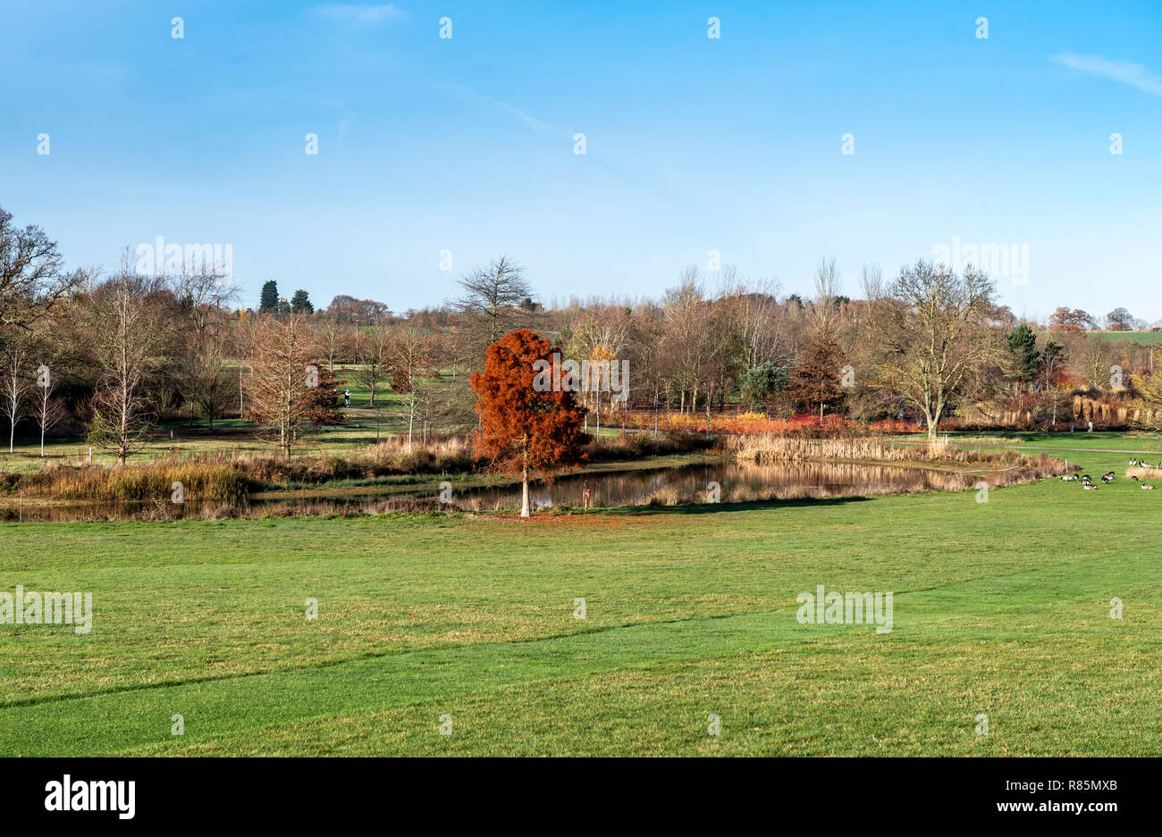 Part of RHS garden at Hyde Hall in the winter including the lake. Stock Photo