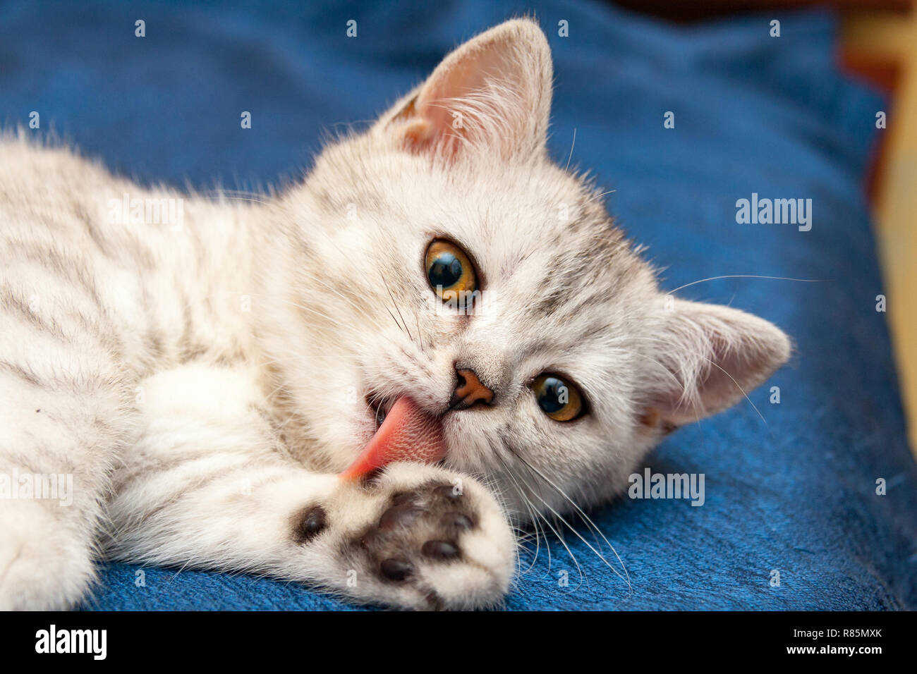 Soft British cat with orange eyes licks paw pink tongue lying on a blue sofa. Stock Photo