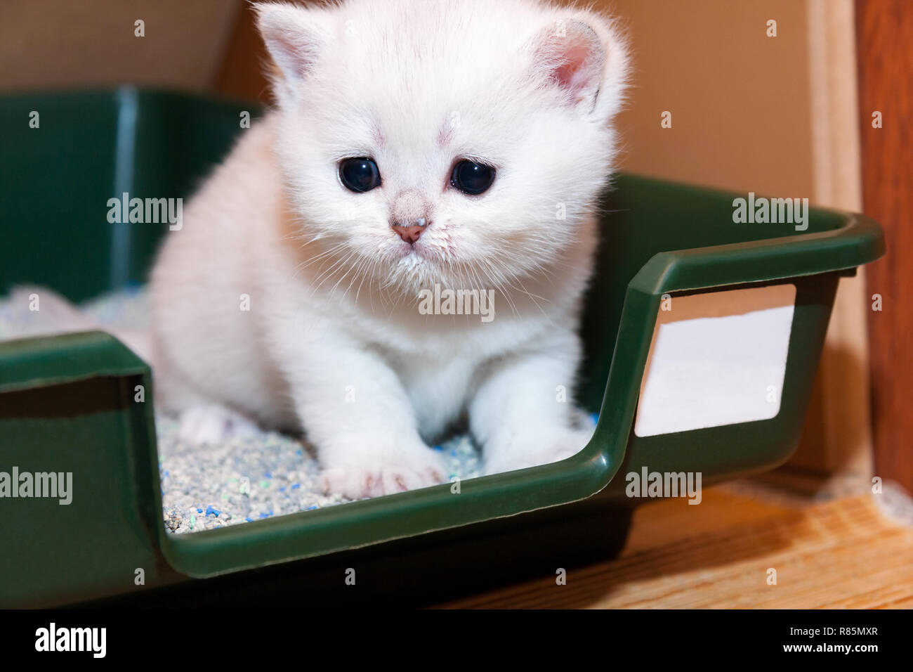 Tiny white British kitten sitting in a tray with cat litter, kitten muzzle stained with milk that he recently ate. Stock Photo