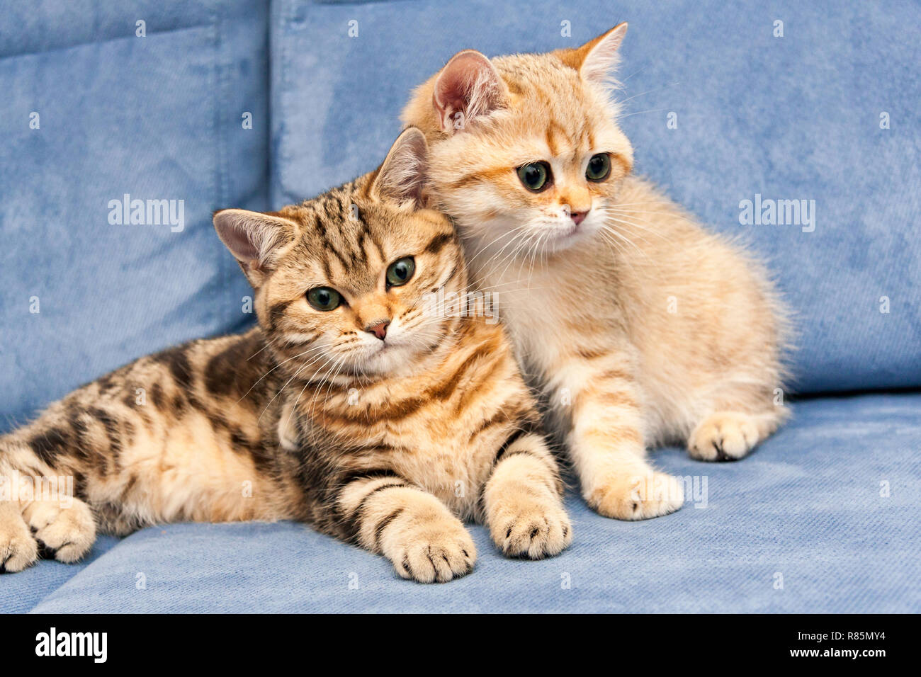 Two cute Golden British kittens with green eyes sit together on a blue sofa, one kitten hugs the other with his paw. Stock Photo