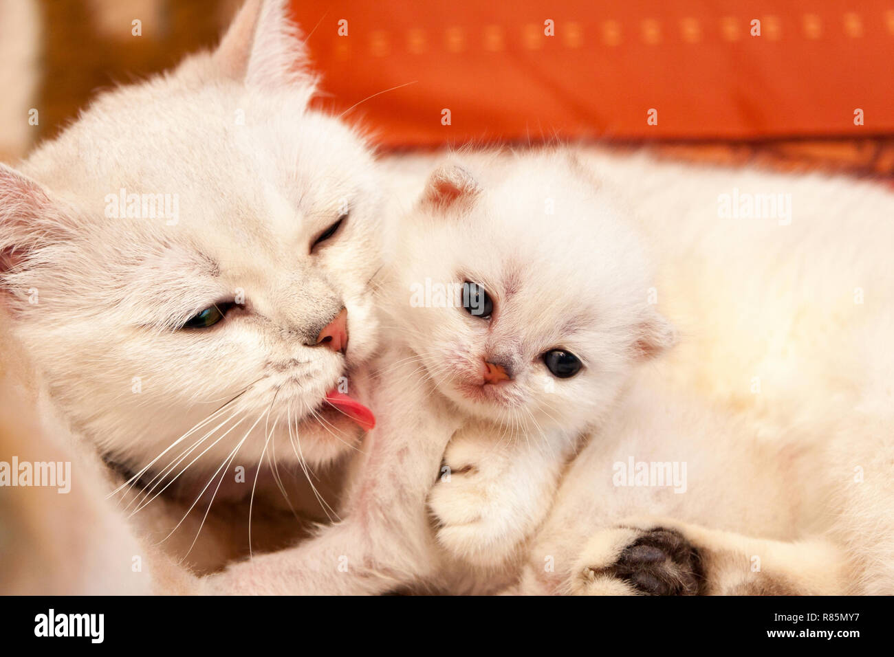 White British cat mom hugs and licks her little baby kitten, kitten hugs with her mother. Stock Photo