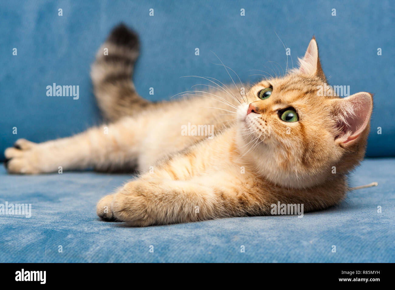 A young Golden British cat with green eyes lies on a blue sofa and looks up. Stock Photo