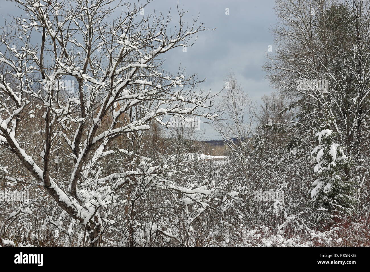 Quebec,Canada. Snow covered trees Stock Photo