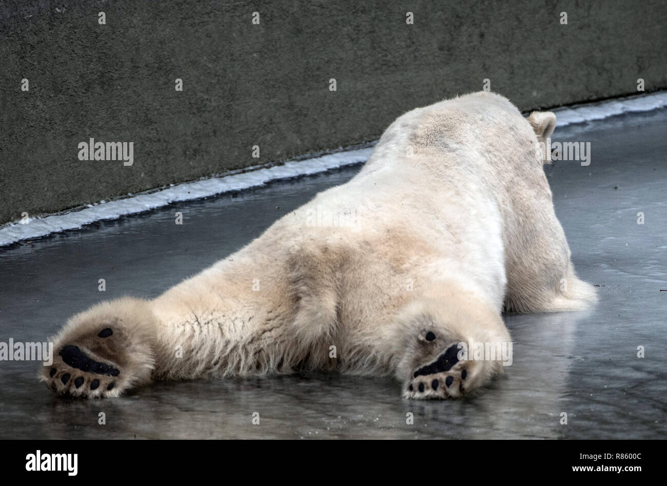 Berlin, Germany. 04th Mar, 2018. Male polar bear Wolodja lies on the frozen pond in his enclosure at Tierpark (lit. animal park) Berlin. Credit: Paul Zinken/dpa | usage worldwide/dpa/Alamy Live News Stock Photo