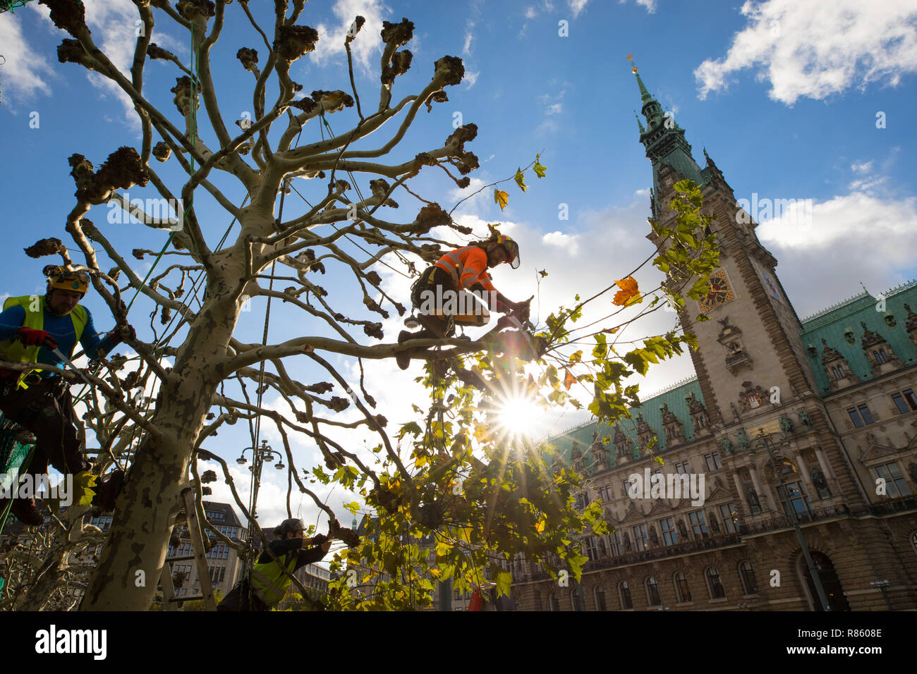 Hamburg, Germany. 02nd Nov, 2018. Secured with ropes, arborists prune the trees at the town hall market in front of the town hall. Credit: Christian Charisius/dpa | usage worldwide/dpa/Alamy Live News Stock Photo