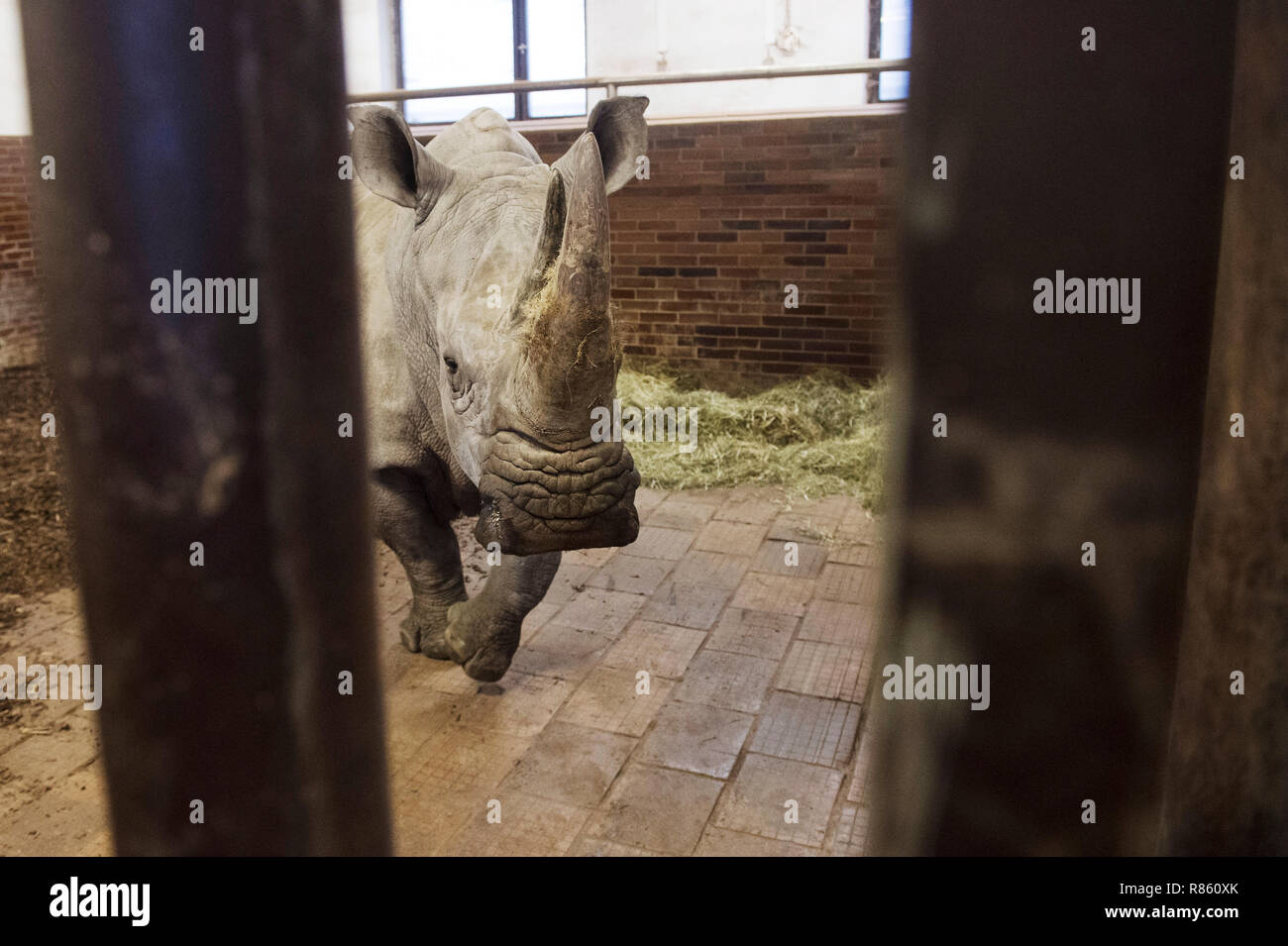 A new female Southern White Rhinoceros Jabulina (Ceratotherium simum simum) arrives from France's Zoo Montpellier to Dvur Kralove nad Labem Zoo, Czech republic, on Wednesday, December 12, 2018. (CTK Photo/Josef Vostarek) Stock Photo