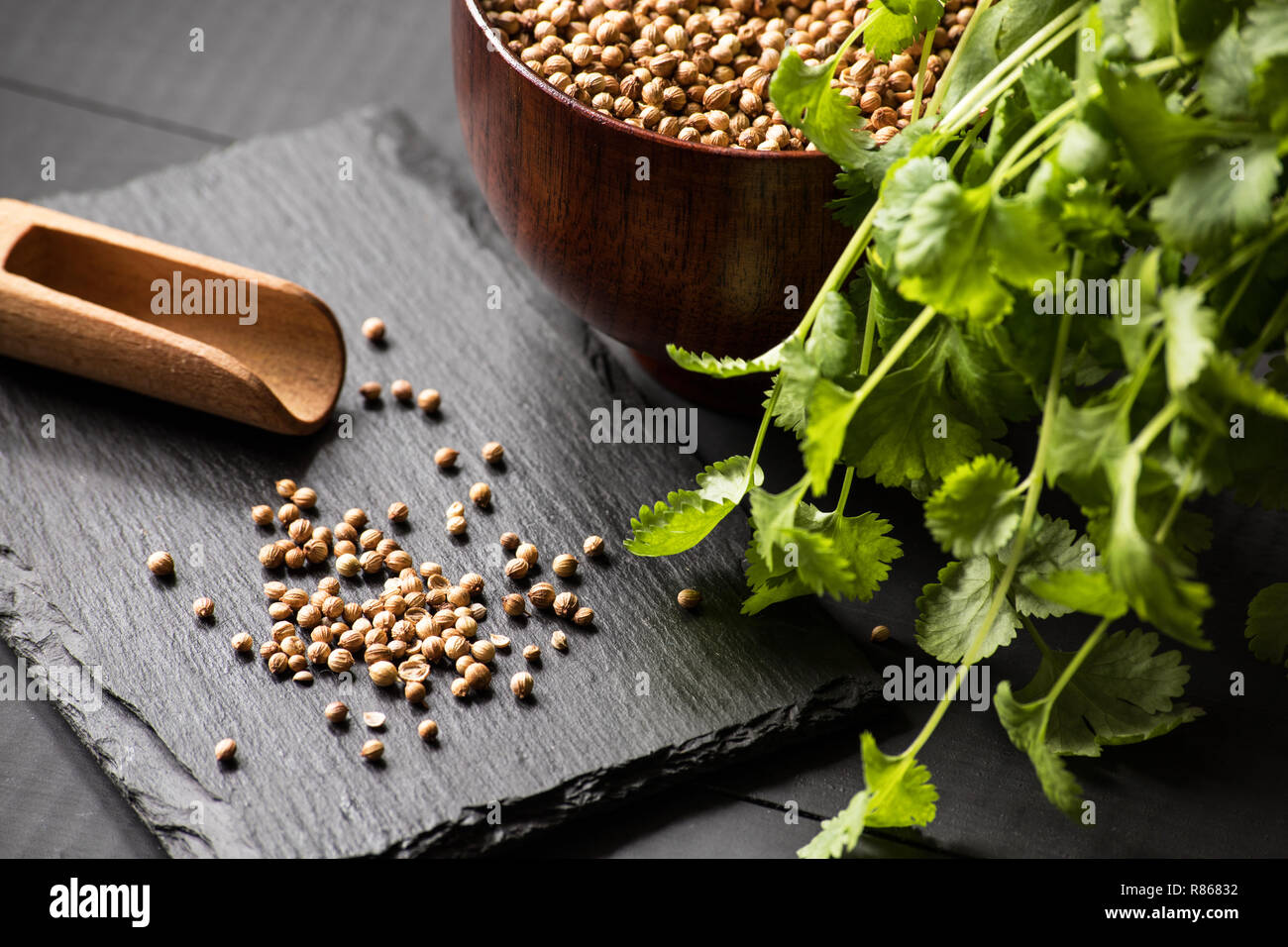 coriander cilantro seeds Stock Photo Alamy