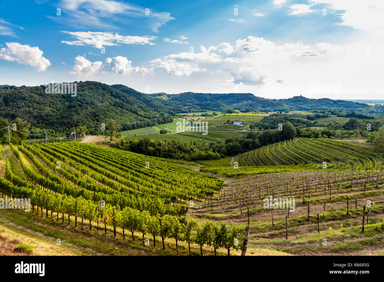 Slovenia italian border vineyard hi-res stock photography and images ...