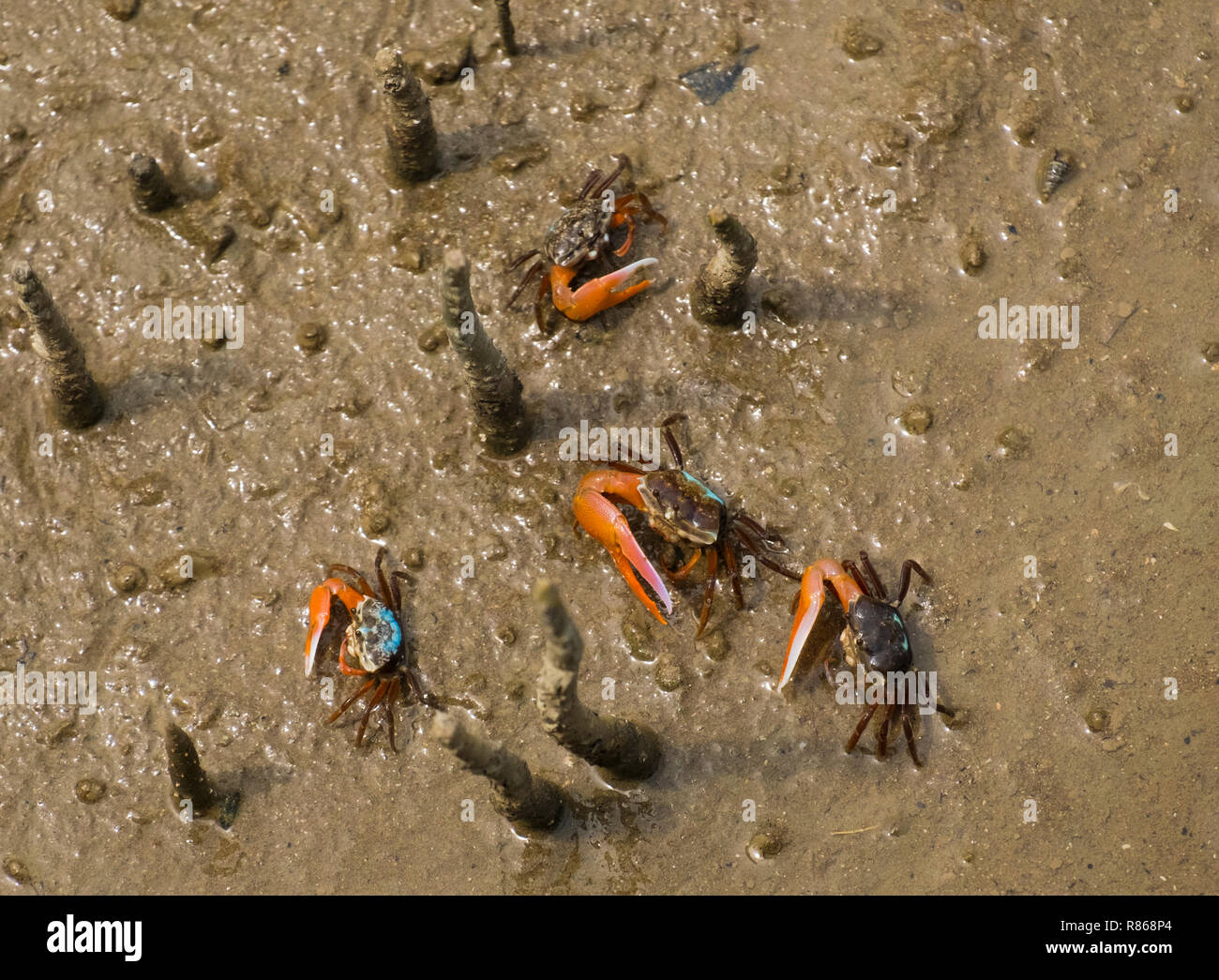 Colorful Fiddler crabs in the low tide mud. Bako park. Borneo Stock Photo