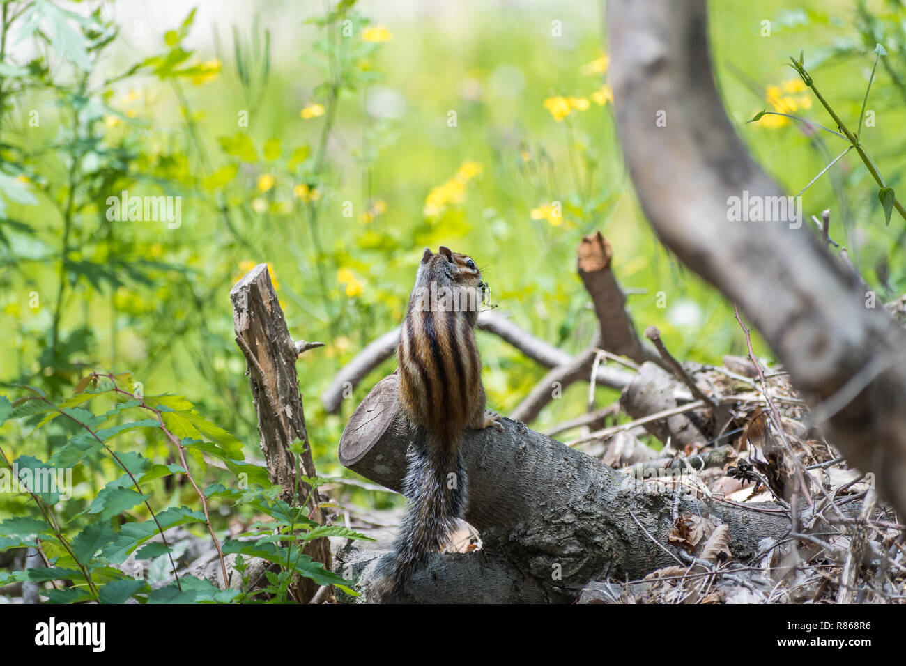 A Cute Siberian chipmunk spotted in South Korea Stock Photo