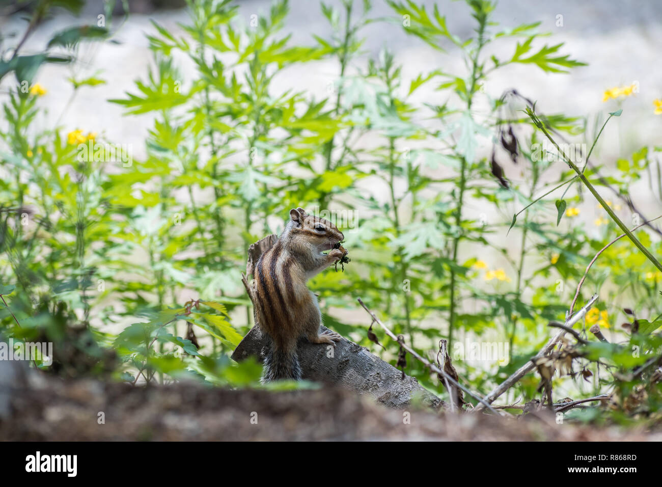 A Cute Siberian chipmunk spotted in South Korea Stock Photo