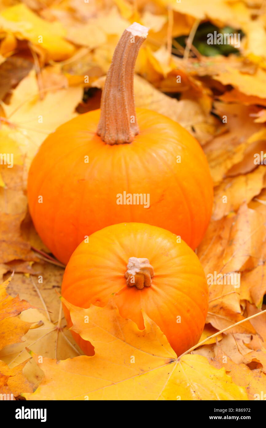Decorative pumpkins on fallen leaves Stock Photo