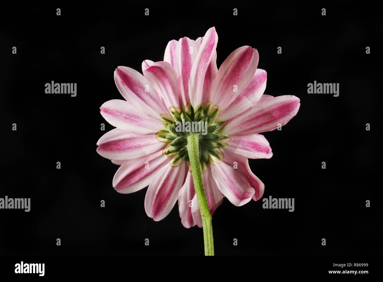 Reverse of a chrysanthemum flower isolated against black Stock Photo