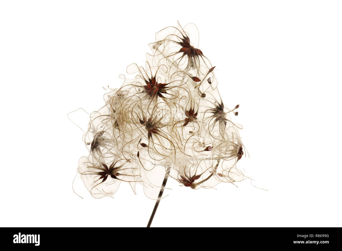 Wild Clematis Clematis Vitalba Seeds Isolated Against White Stock wild-clematis-clematis-vitalba-seeds-isolated-against-white-stock