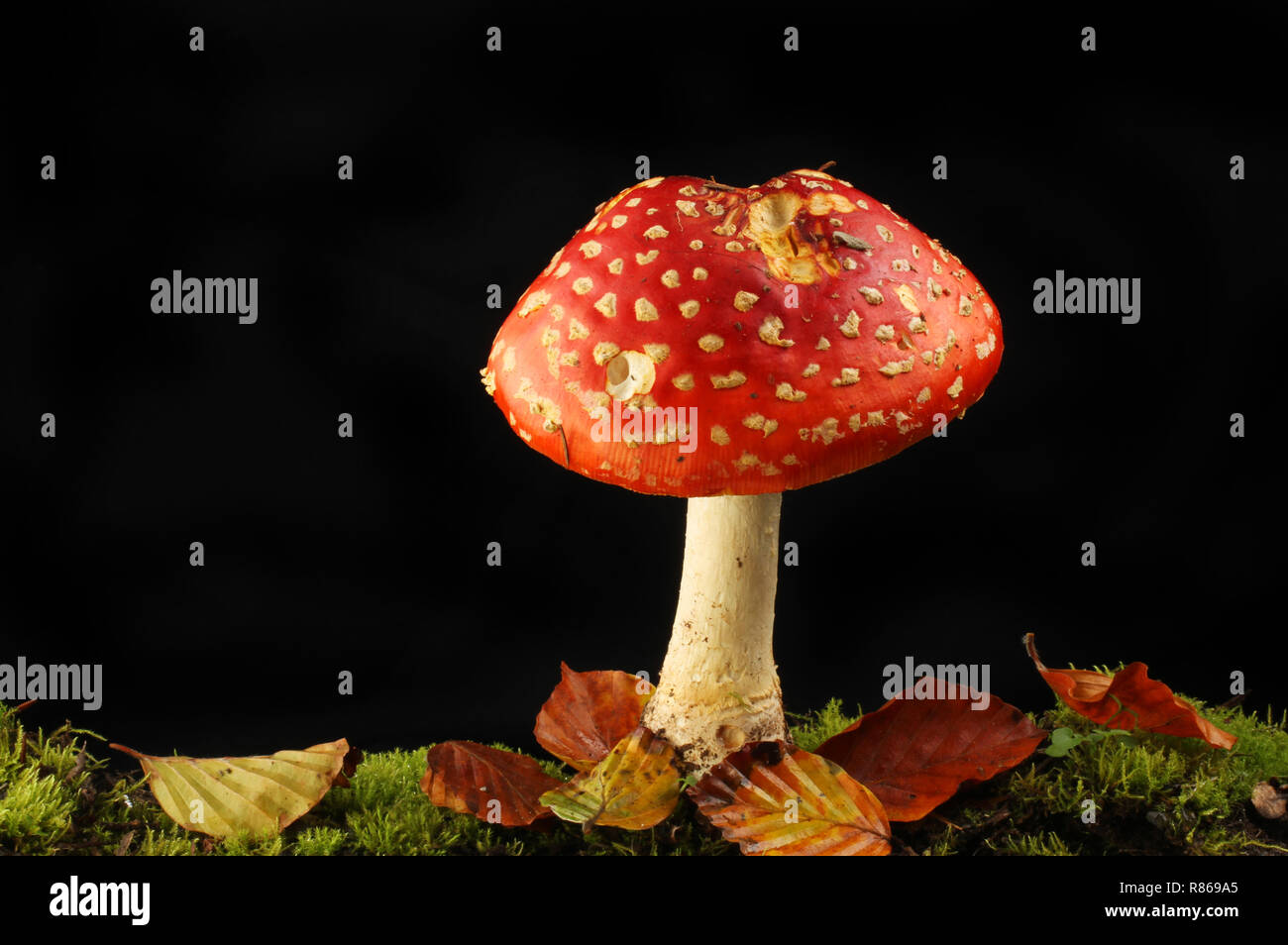 Fly agaric mushroom growing in moss and leaf litter against a black background Stock Photo