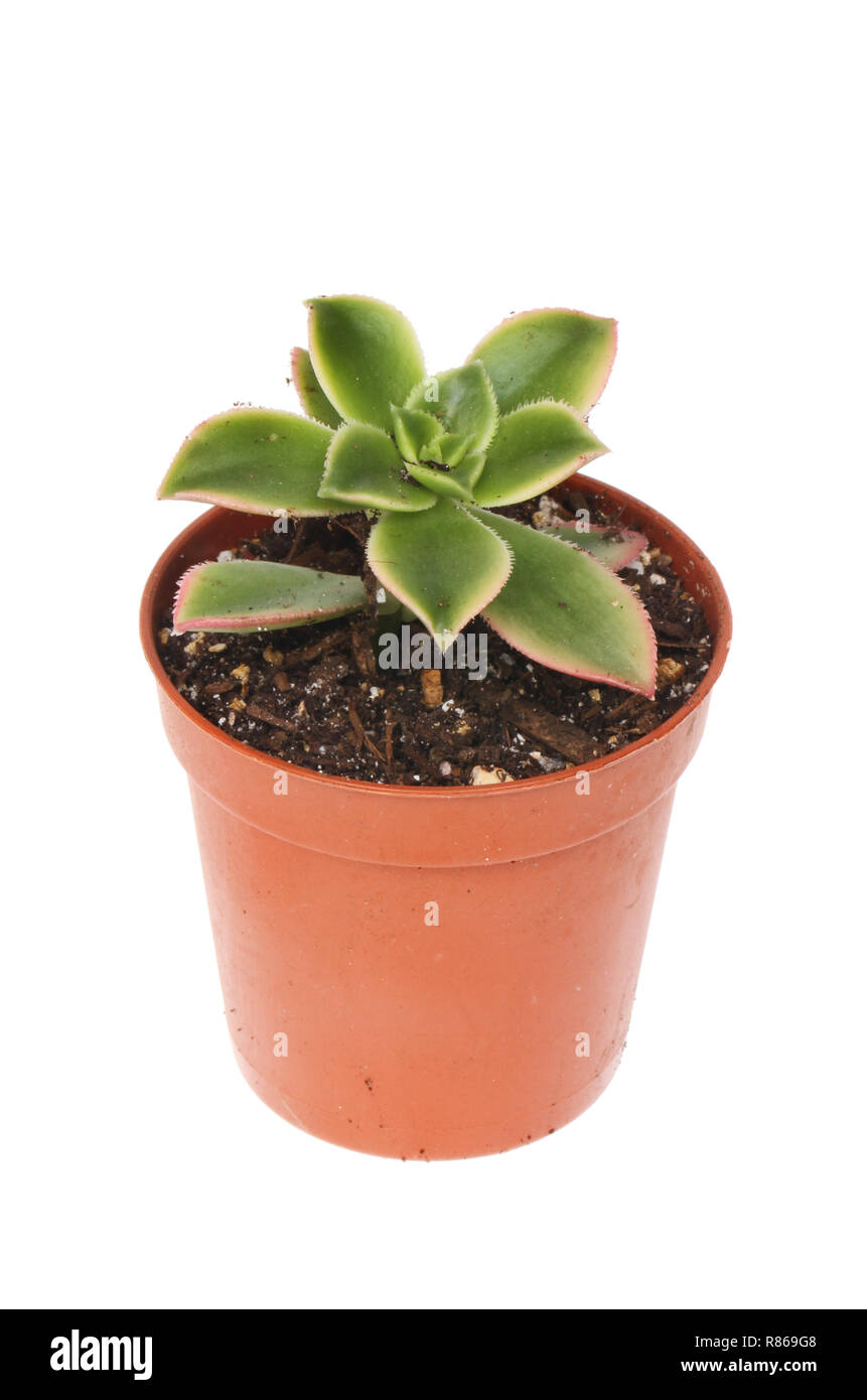Sempervivum succulent plant in a pot isolated against white Stock Photo