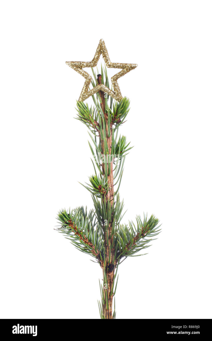 Gold star on top of a Christmas tree isolated against white Stock Photo ...