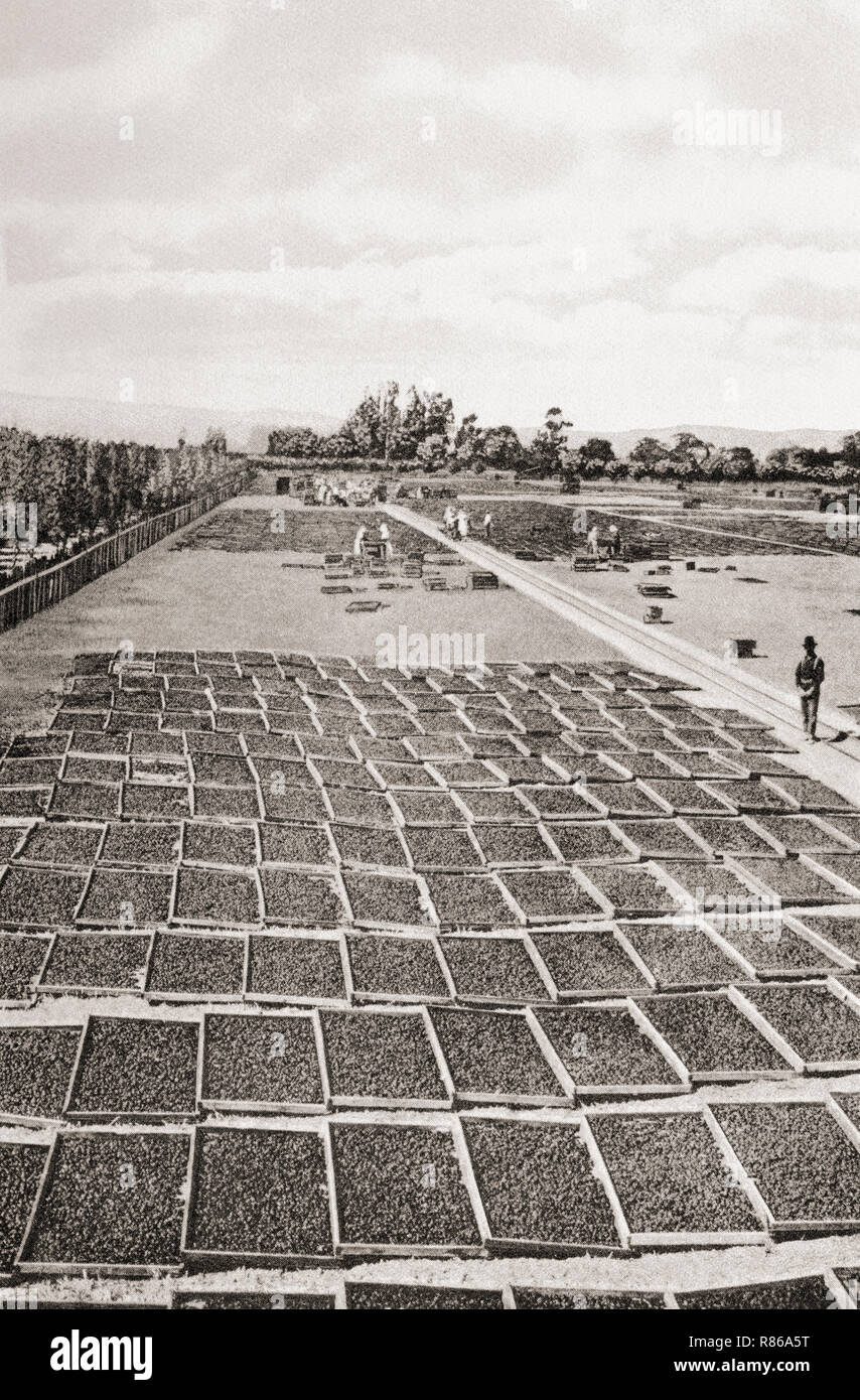 Fruit drying in the Santa Clara valley, San Francisco, California, United States of America, c. 1915.  Until the 1960's it was the largest fruit production and packing region in the world.  From Wonderful California, published 1915. Stock Photo