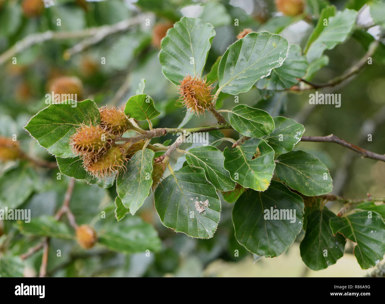 Green, unripe seeds of a beech tree (Fagus sylvatica), beech mast. Little Bayham, Tunbridge Wells, Kent, UK. Stock Photo