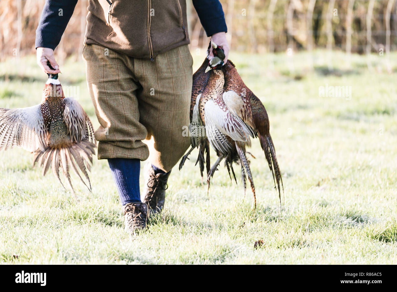 Pheasant shooting hires stock photography and images Alamy