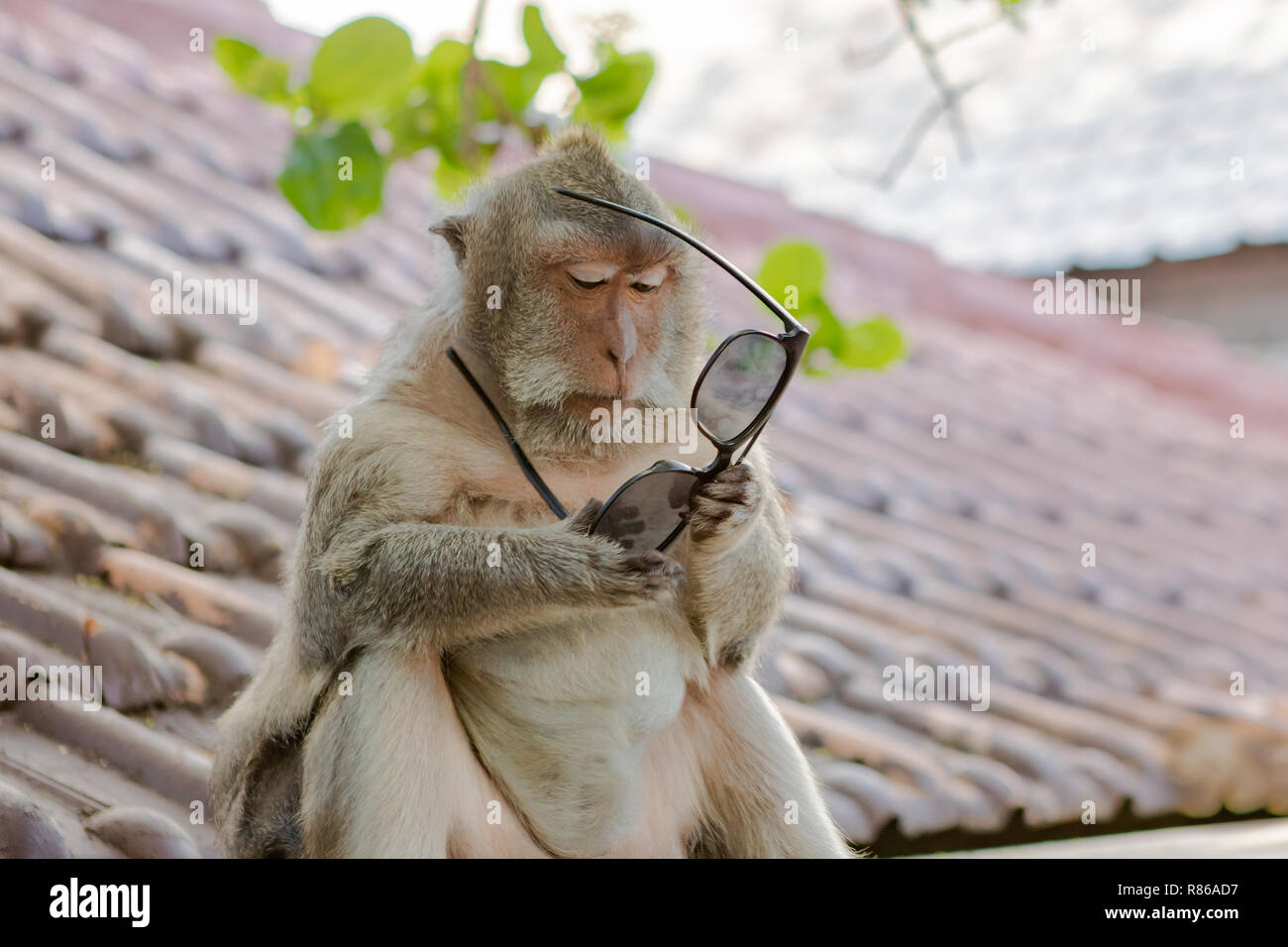 Monkey Trying to Figure Out the Use of a Pair of Sunglasses in Bali, Indonesia Stock Photo