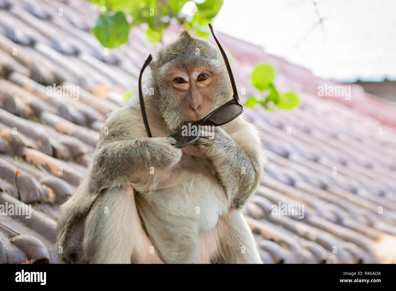 Monkey Trying to Put On a Pair of Sunglasses in Bali, Indonesia Stock Photo  - Alamy