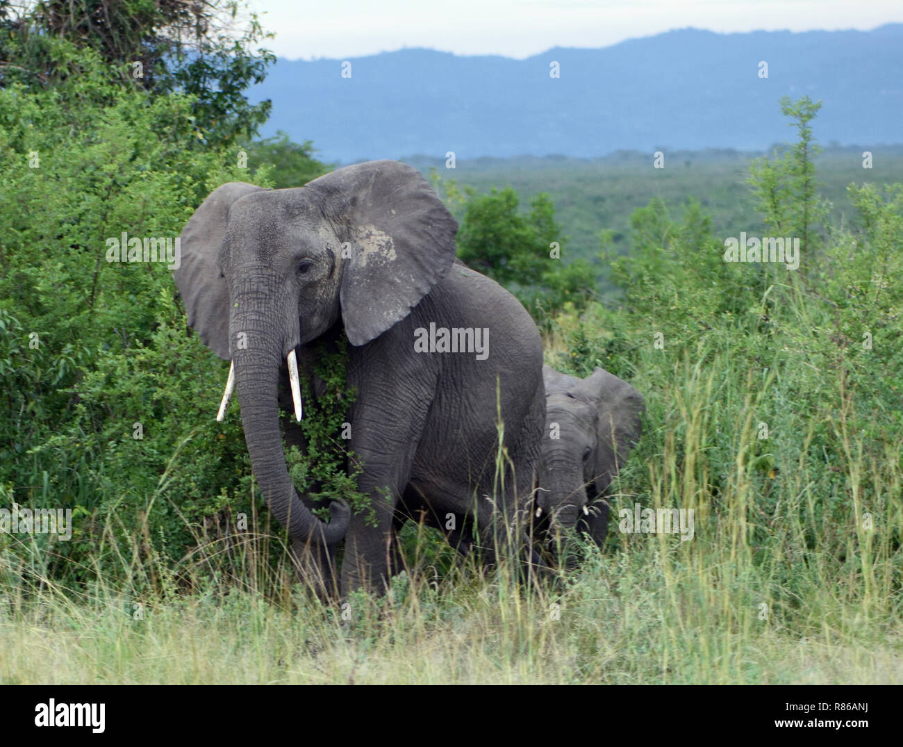 Two elephant (Loxodonta Africana) emerge from scrub into an open space. Queen Elizabeth National Park, Uganda. Stock Photo