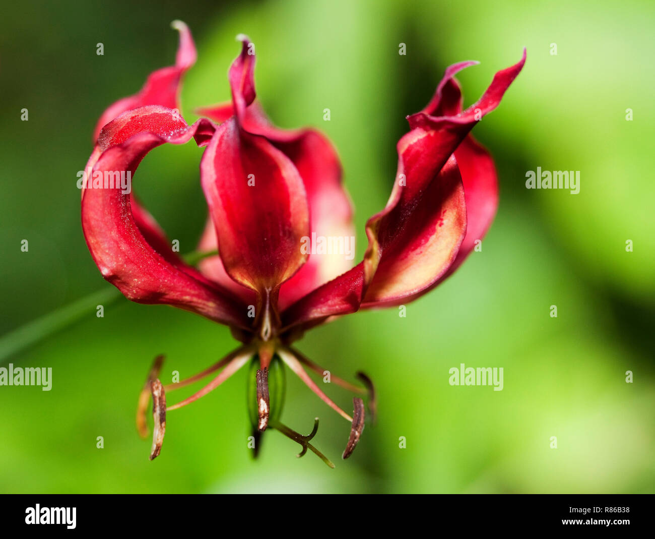 The vibrant display of the Flame Lily is one of the distinctive wildlflowers to emerge with the first rains Stock Photo