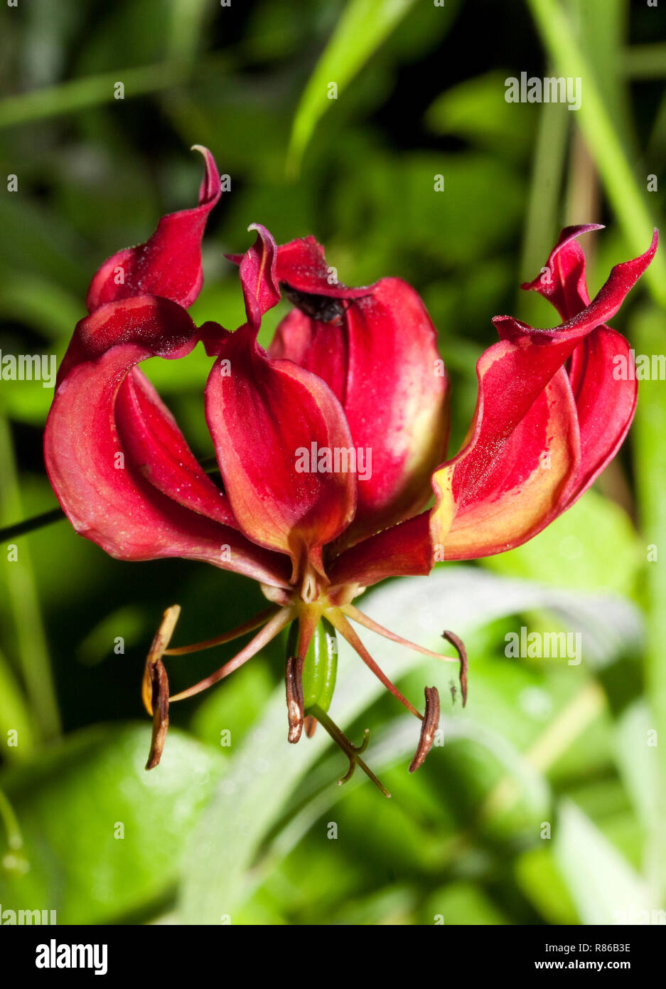 The vibrant display of the Flame Lily is one of the distinctive wildlflowers to emerge with the first rains Stock Photo