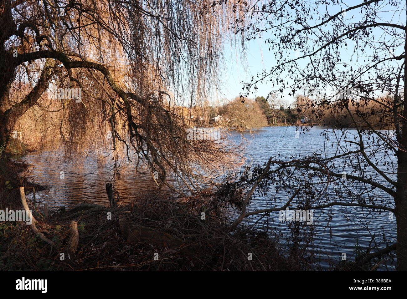 Carpy hi-res stock photography and images - Alamy